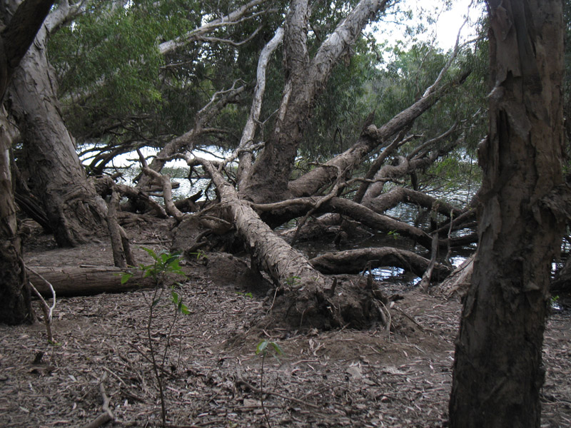 Lakefield National Park - Walkabout